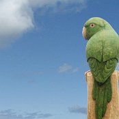 bursted-wood-carvings